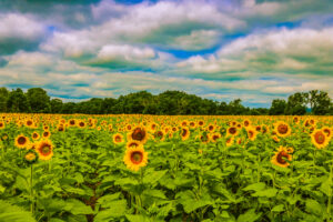 Sunflower field taken in Brimfield, Illinois